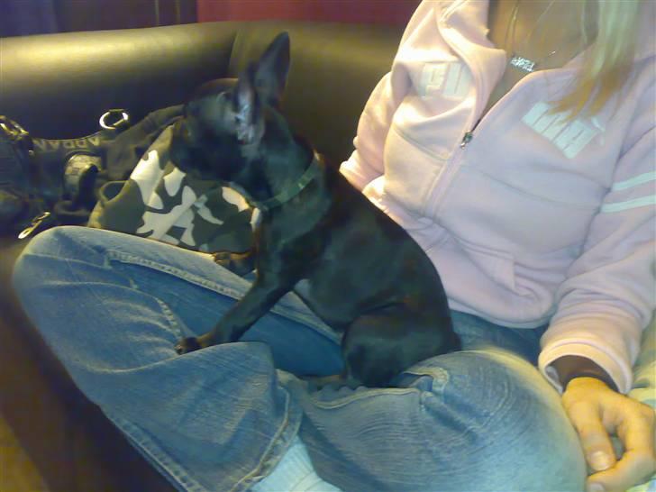 Fransk bulldog Vicky - R.I.P :-( billede 5