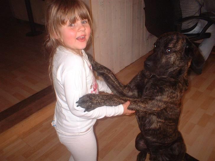 Blanding af racer Balder - Freja og mig der måler størrelse , snyd du står op Freja , jeg sidder på rumpen billede 6