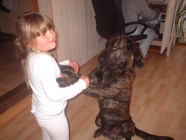 Blanding af racer Balder - ja vær du glad for jeg er på rumpen Freja , ellers er jeg størst billede 7