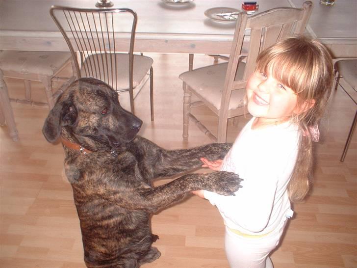 Blanding af racer Balder - elsker at blive holdt i forbenene , ret hyggeligt med lidt samvær billede 8