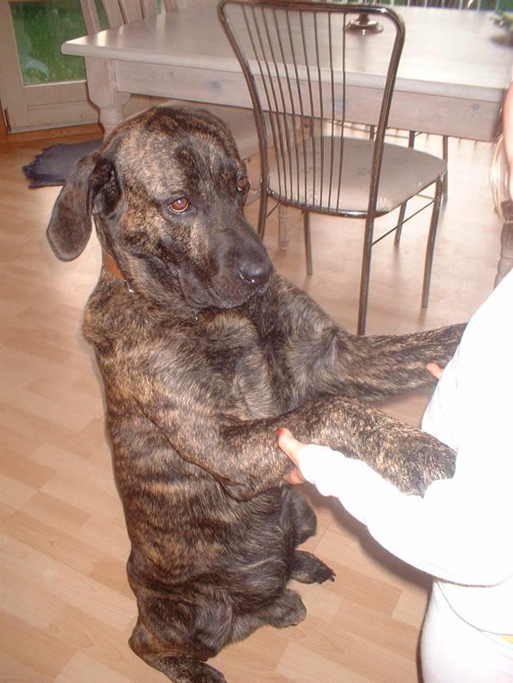 Blanding af racer Balder - tja ved det godt , ser lidt flov ud her , men det er jeg altså ikke , mor driller mig med at jeg er en baby billede 9