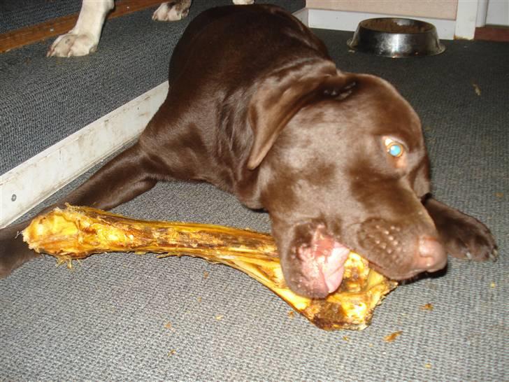 Labrador retriever Boxi - nam nam fik lige et ben i dag 2 januar 2008 billede 14