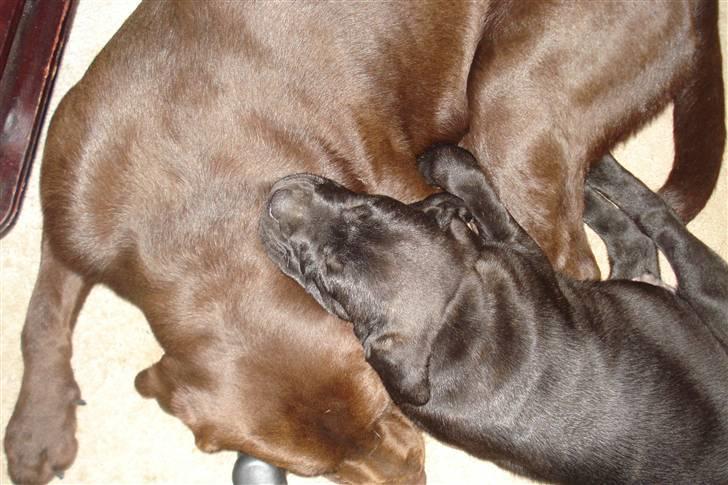 Labrador retriever Boxi - Åhh hvor kær. Far og søn  billede 15