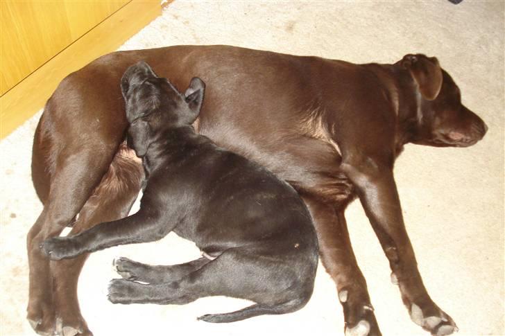 Labrador retriever Boxi - Boxi putter med den sidste hvalp samme dag den blev hentet billede 16