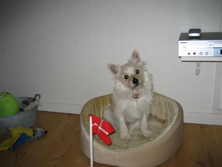 Blanding af racer Kenzo billede 1