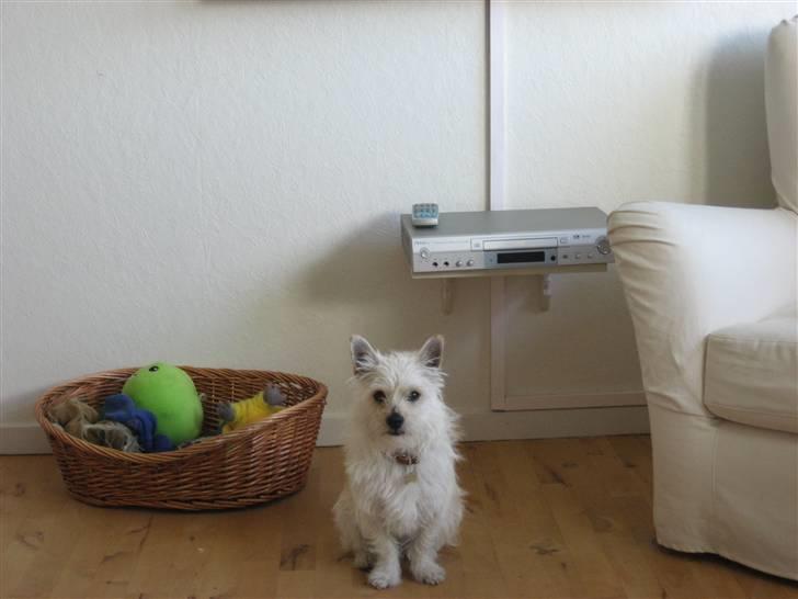 Blanding af racer Kenzo - så sidder man li model... "bliv nu færdig mor" billede 3