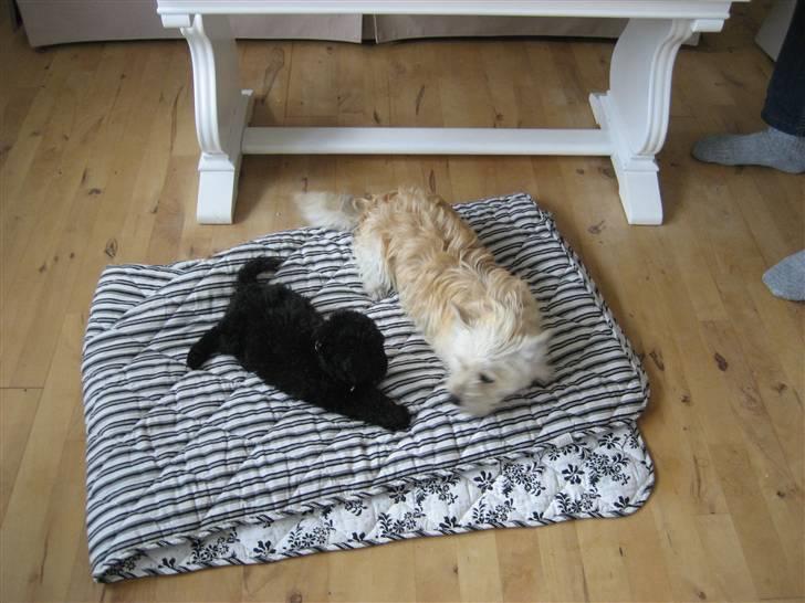 Blanding af racer Kenzo - Leger med sin bedste ven pudlen Felix billede 4