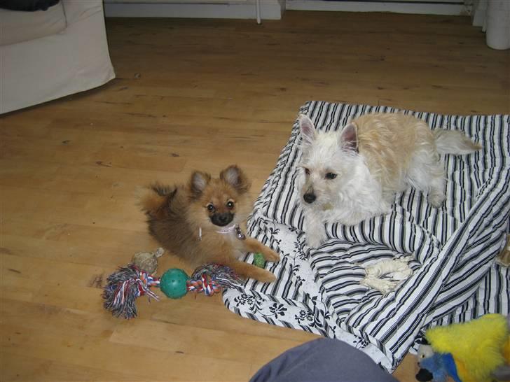 Blanding af racer Kenzo - Kenzo leger med min kusines pomeranian Frida billede 6