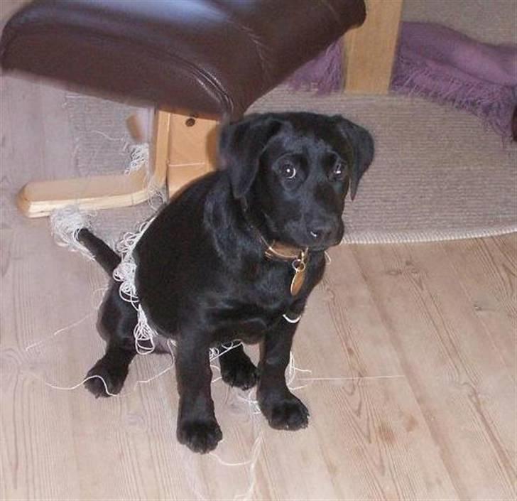 Labrador retriever Freya billede 1