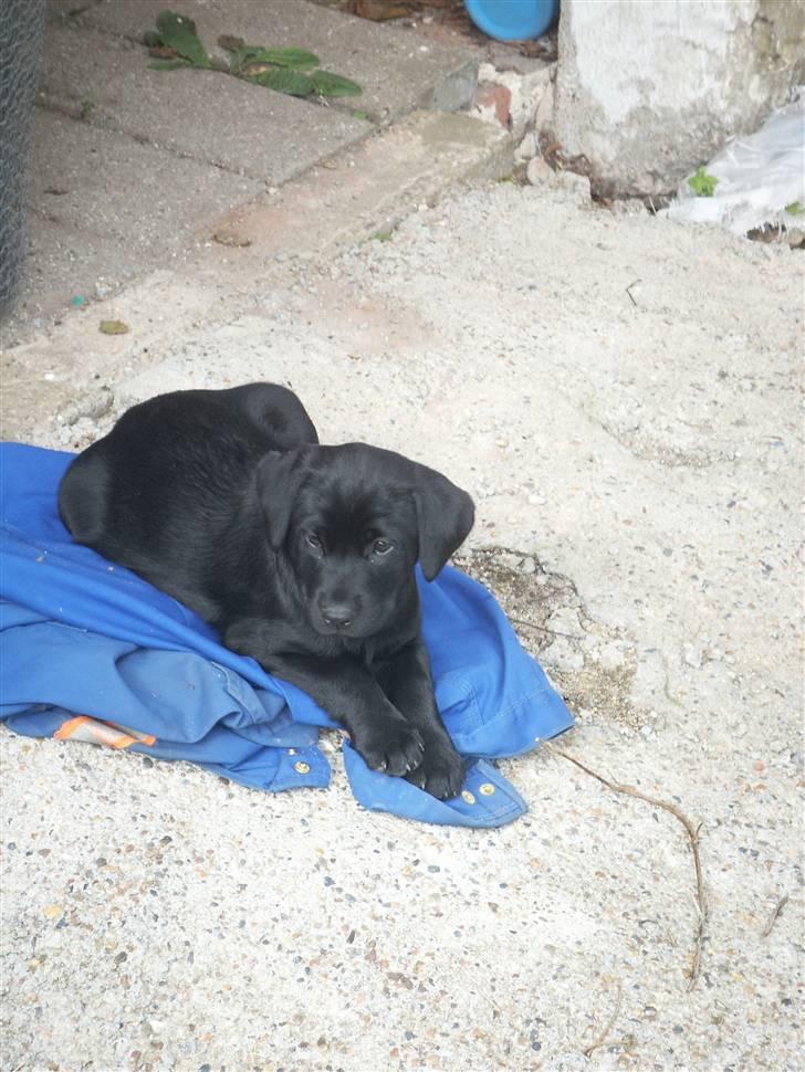 Labrador retriever Freya billede 2