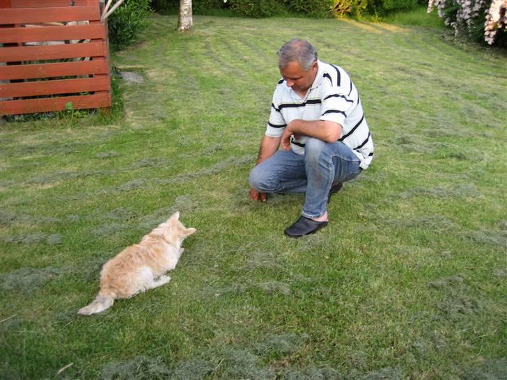 Blanding af racer Kenzo - Kenzo leger med bedstefar hehe:) billede 7