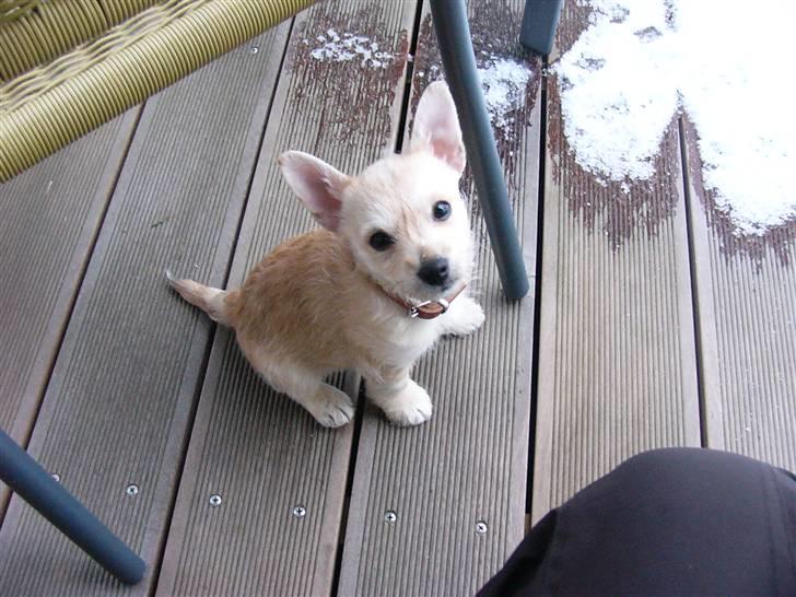 Blanding af racer Kenzo - 13 uger og første møde med sne billede 8