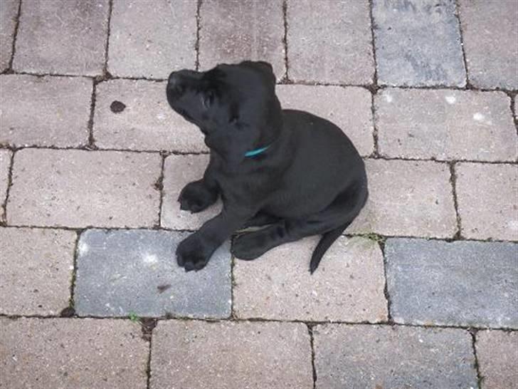 Labrador retriever Freya billede 3