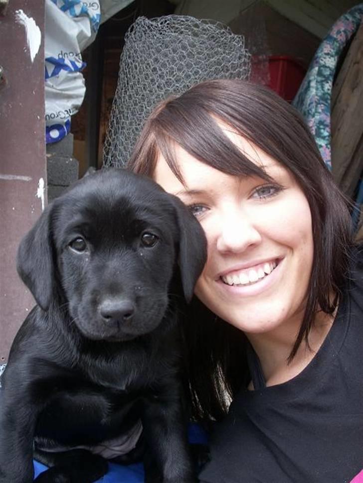 Labrador retriever Freya billede 4