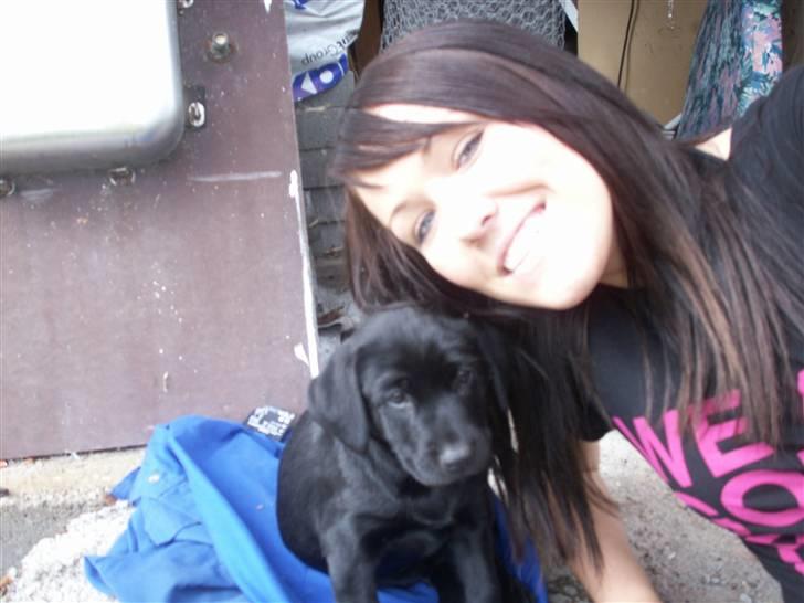 Labrador retriever Freya billede 5