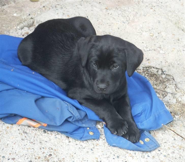 Labrador retriever Freya billede 7