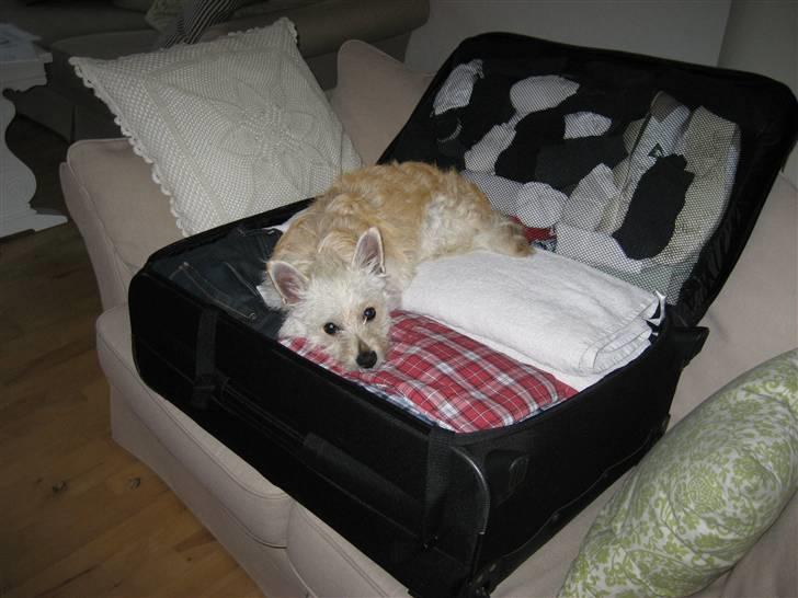 Blanding af racer Kenzo - rejs ikke uden mig:) billede 10