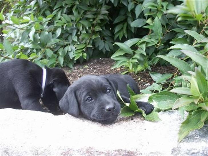 Labrador retriever Freya billede 8