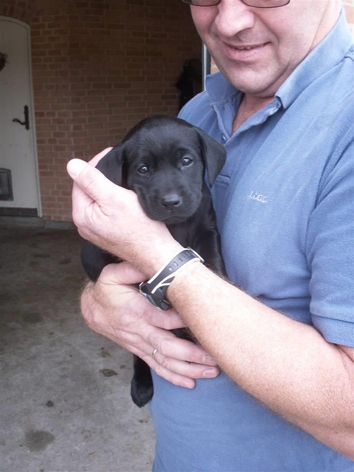 Labrador retriever Freya billede 9