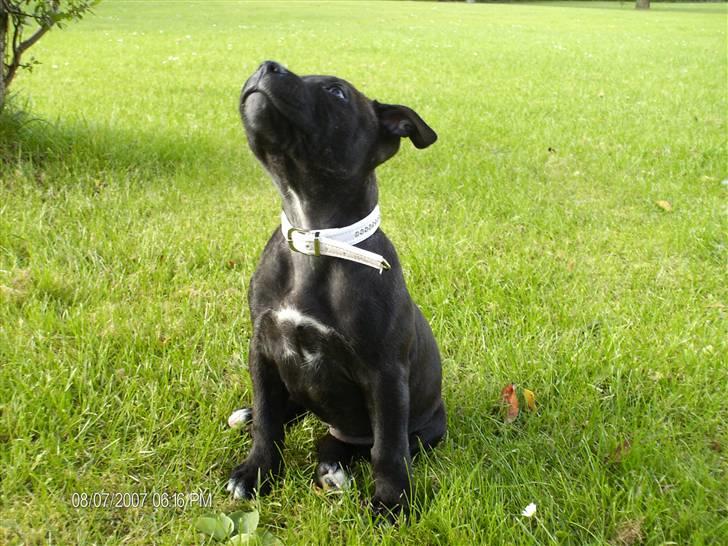 Staffordshire bull terrier Tezza - smukke tezza 9 uger. billede 15