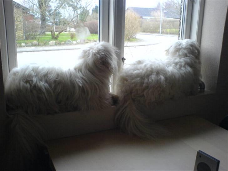 Coton de tulear Basil (Hundehimlen tog imod ham d. 18.03.2014) billede 17