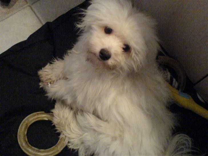 Coton de tulear Futte (Hundehimlen tog imod ham d. 24.11.2011) billede 18
