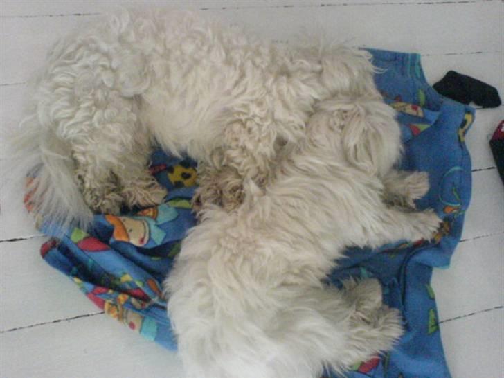 Coton de tulear Futte (Hundehimlen tog imod ham d. 24.11.2011) billede 19