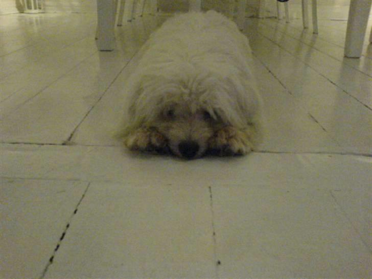 Coton de tulear Futte (Hundehimlen tog imod ham d. 24.11.2011) billede 20