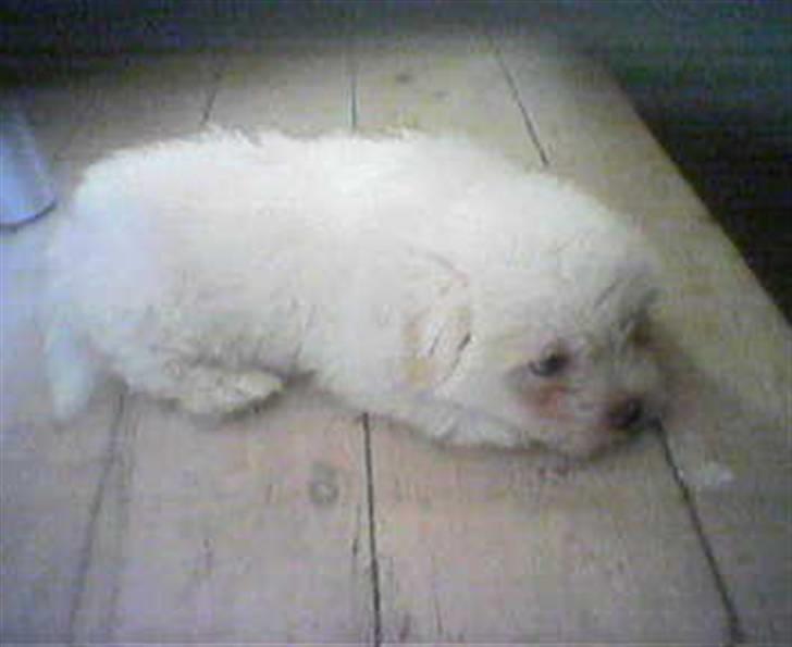 Coton de tulear Basil (Hundehimlen tog imod ham d. 18.03.2014) billede 18