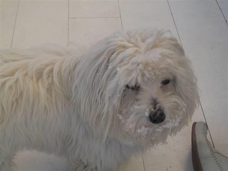 Coton de tulear Basil (Hundehimlen tog imod ham d. 18.03.2014) - Sneskæg? billede 19
