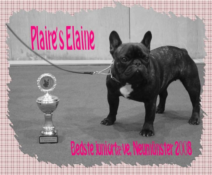 Fransk bulldog Plaire´s Elaine - Elaine 10 mdr. billede 1