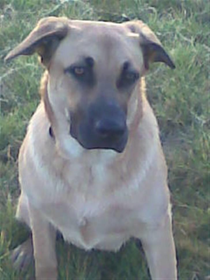 Blanding af racer Mika billede 13