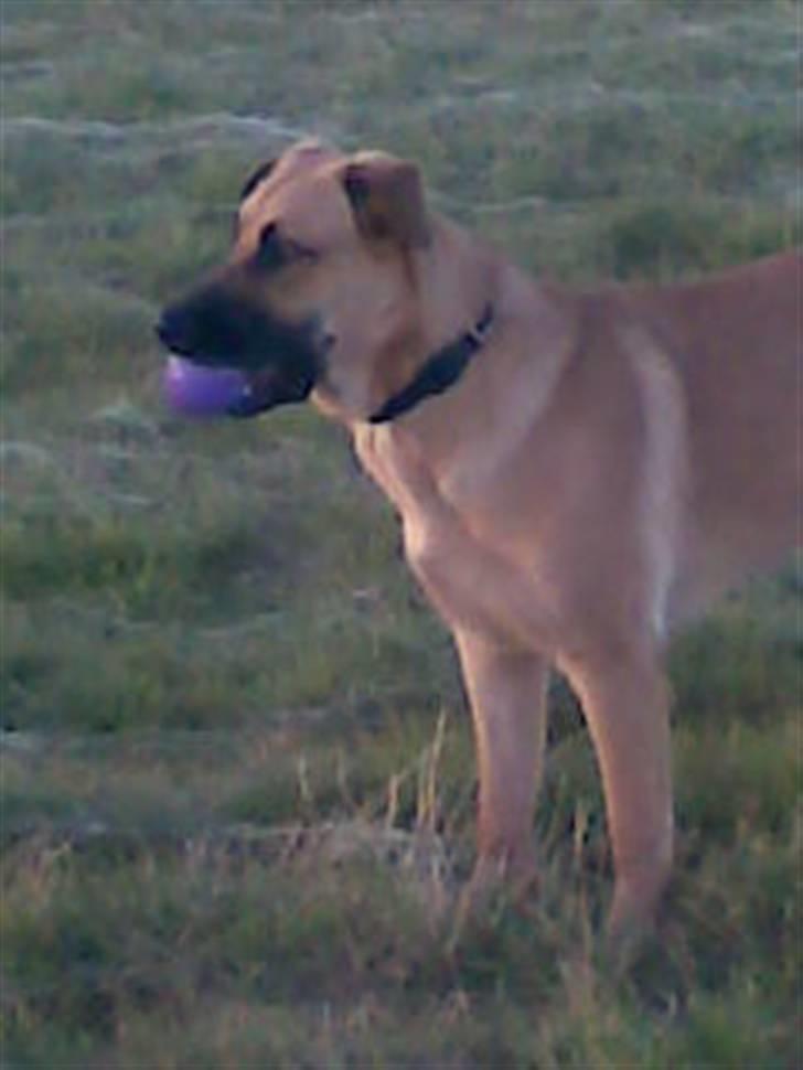 Blanding af racer Mika billede 14