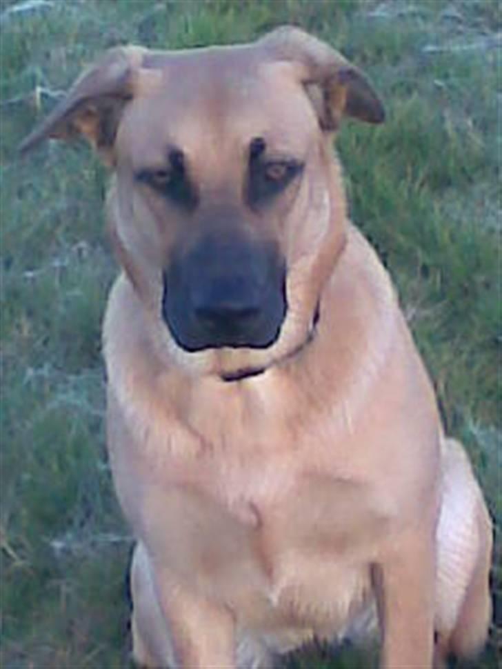 Blanding af racer Mika billede 15