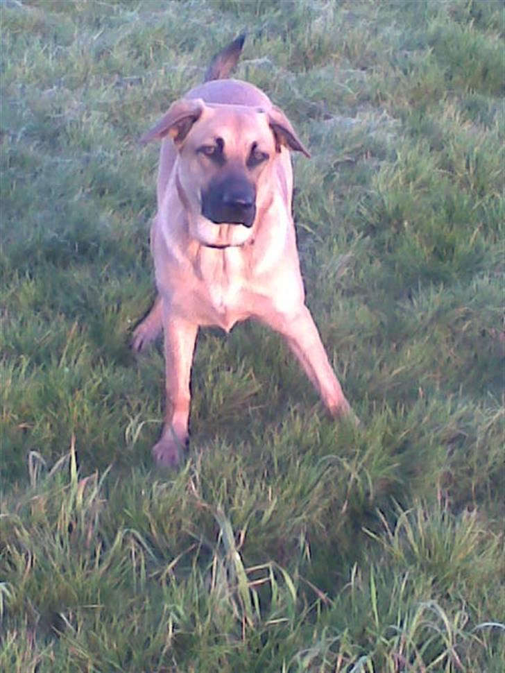 Blanding af racer Mika billede 16