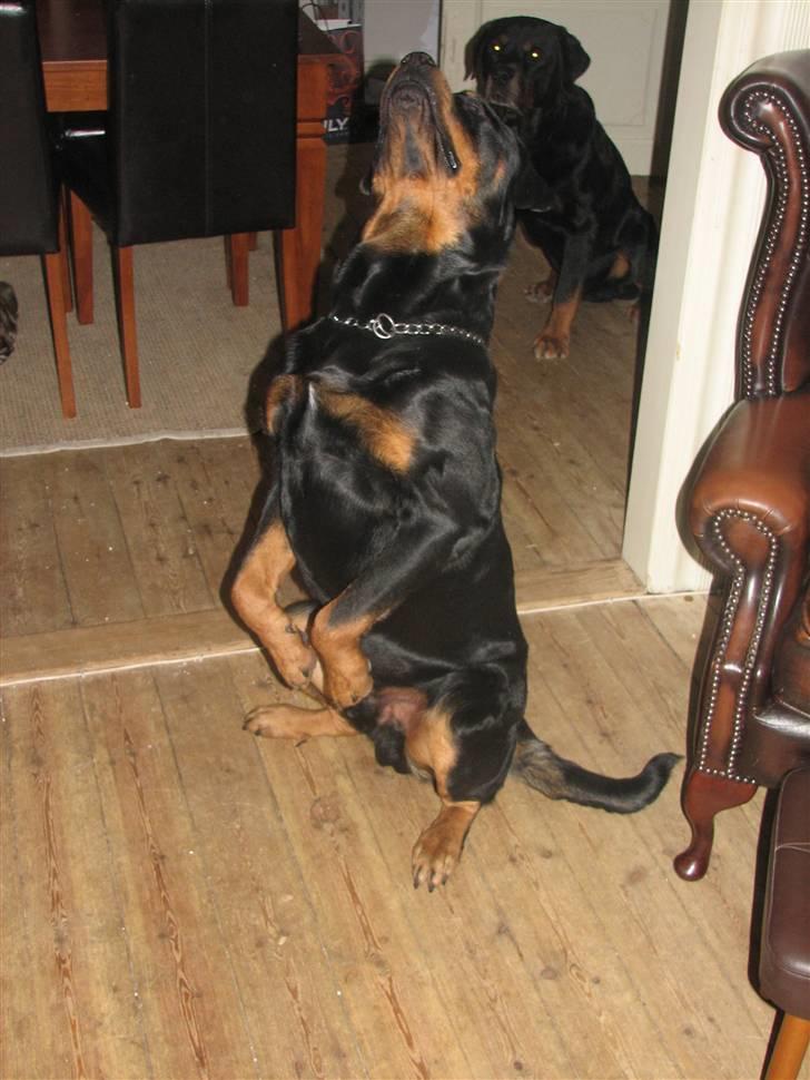 Rottweiler scago  - Scago der sidder som et lille egern, på komando:-) billede 10