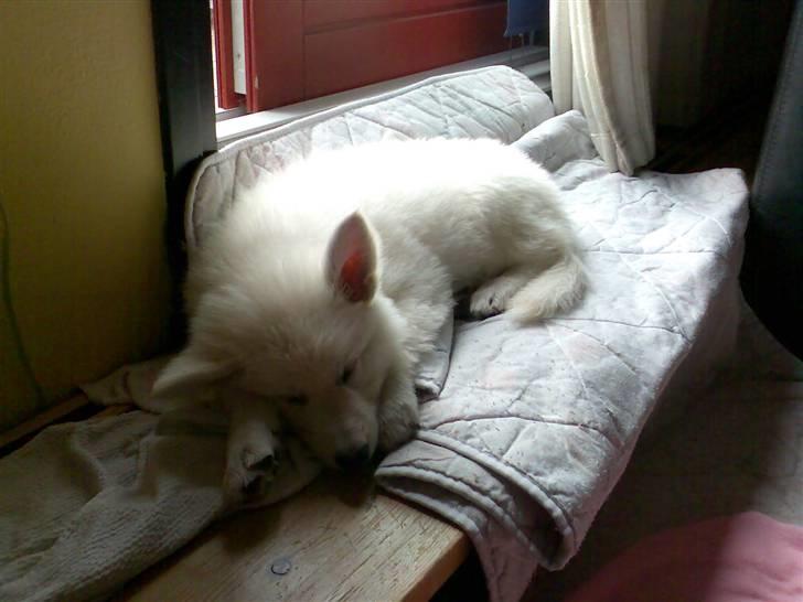 Hvid schæfer Fancy-Cheri - Pyha.... man bliver jo træt når man er så lille..... billede 11