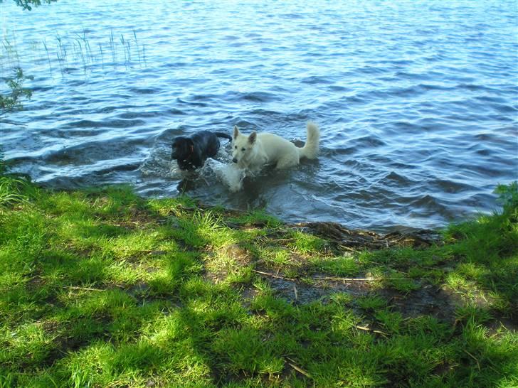 Hvid schæfer Fancy-Cheri - Kom så Freja...Op på land med sig... billede 12