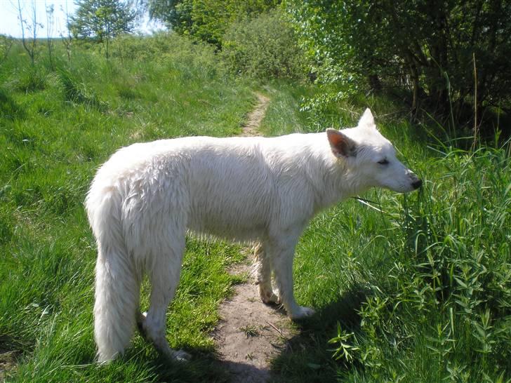 Hvid schæfer Fancy-Cheri - Uhmmmm snuser godt.... billede 13