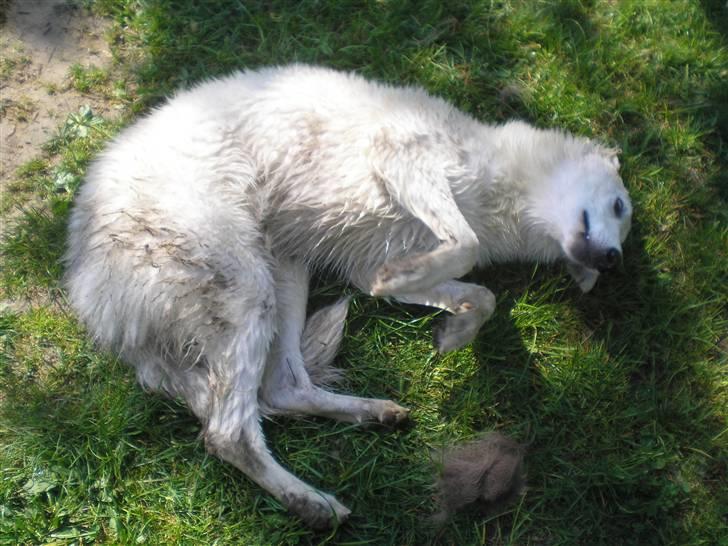 Hvid schæfer Fancy-Cheri - Blir bare så lækker ....hæ billede 14