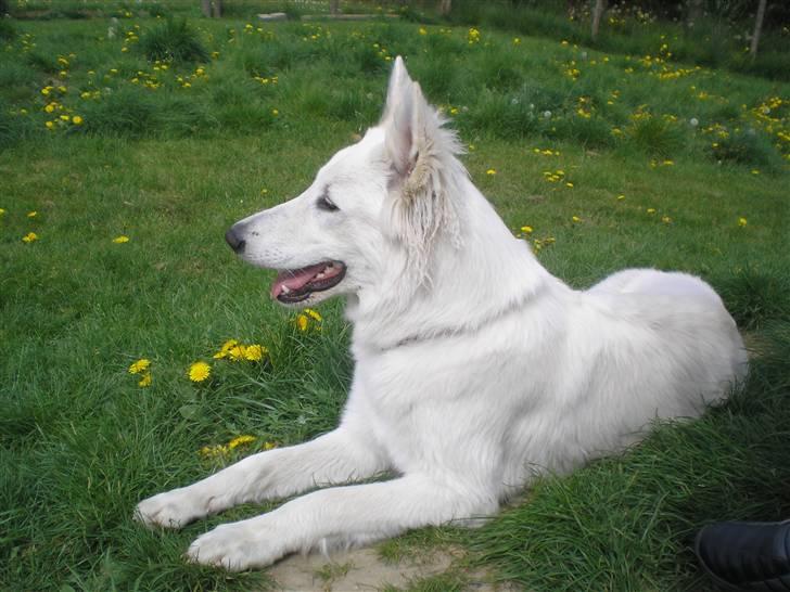 Hvid schæfer Fancy-Cheri - Dejlig sommer... Uhmmmm nydes... billede 15