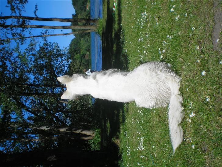 Hvid schæfer Fancy-Cheri - Ja ja pas på... Jeg har øjne i nakken.... billede 16