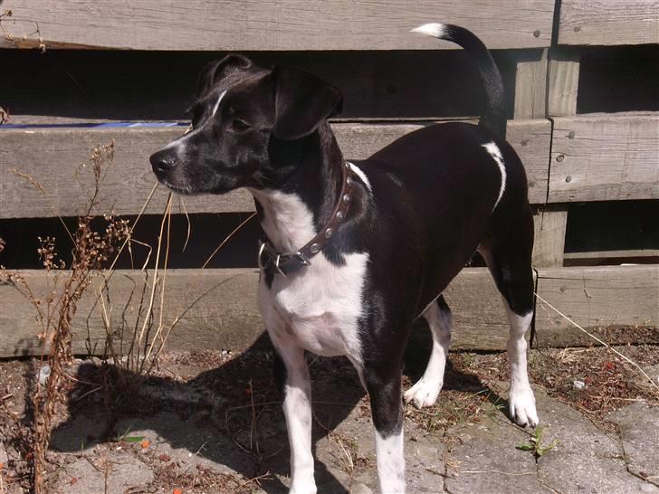 Dansk svensk gaardhund Daisy billede 1