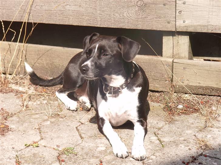 Dansk svensk gaardhund Daisy billede 2