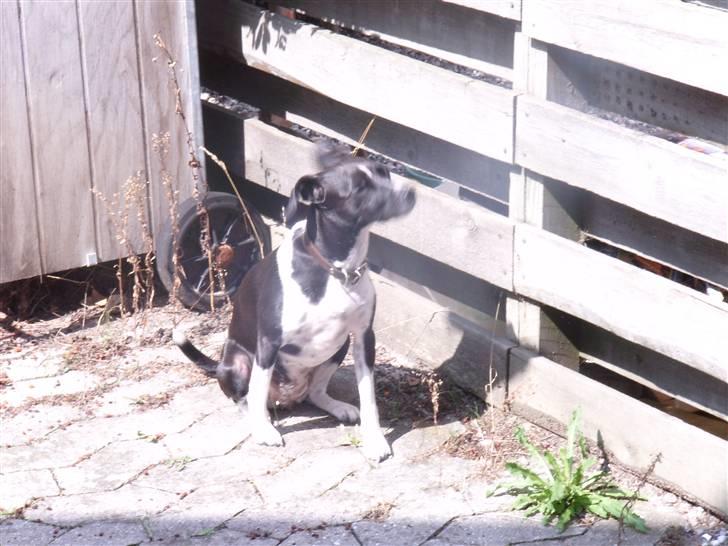 Dansk svensk gaardhund Daisy billede 3