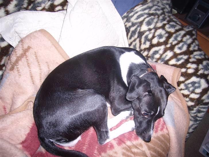 Dansk svensk gaardhund Daisy billede 4