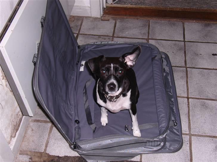 Dansk svensk gaardhund Daisy billede 5