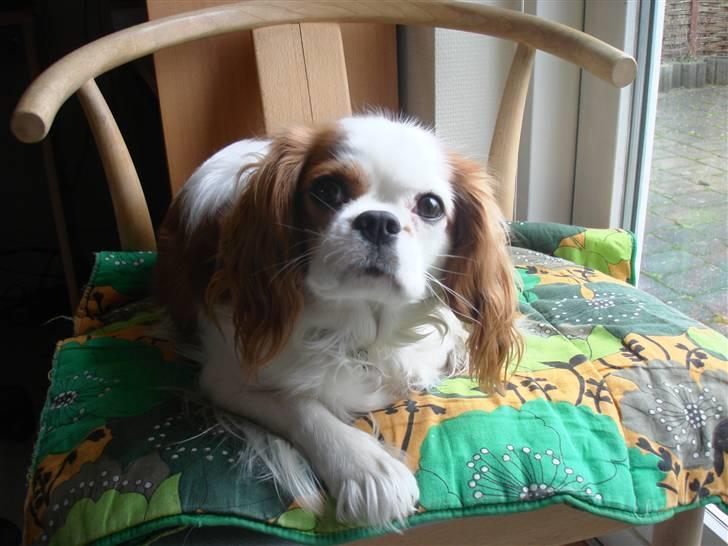 Cavalier king charles spaniel Fie - hejsa(: billede 19