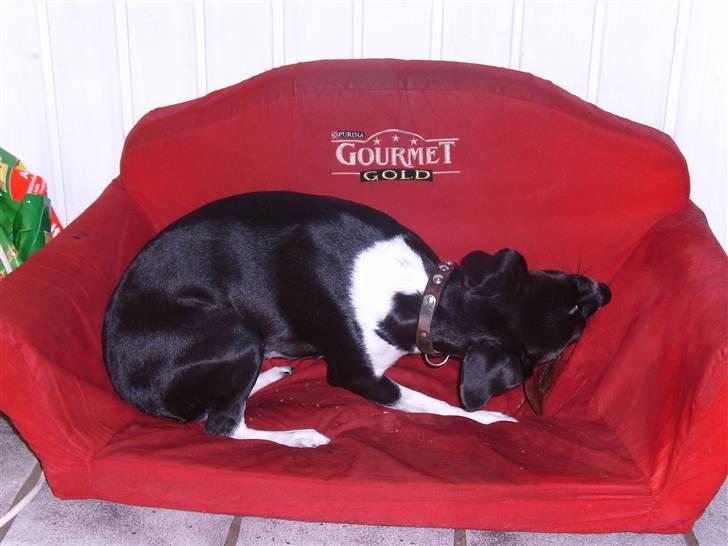 Dansk svensk gaardhund Daisy billede 6