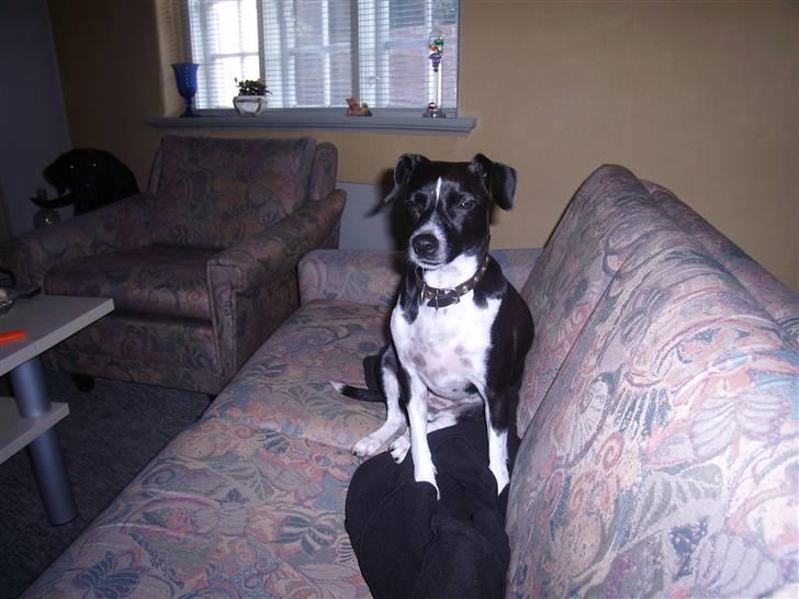 Dansk svensk gaardhund Daisy billede 7